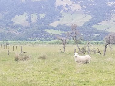 sheep prepares to run